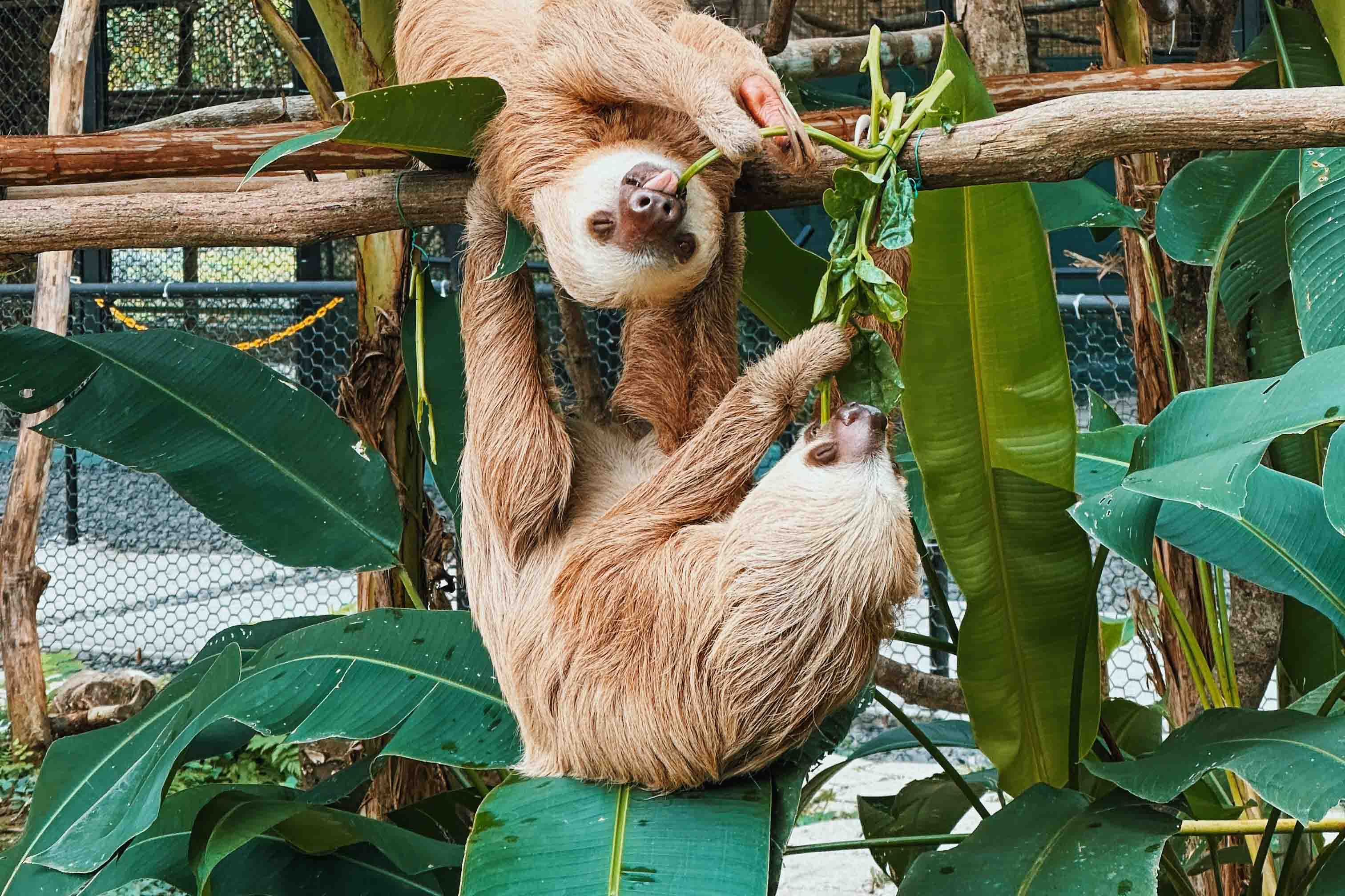Two sloths enjoying eating some leaves.