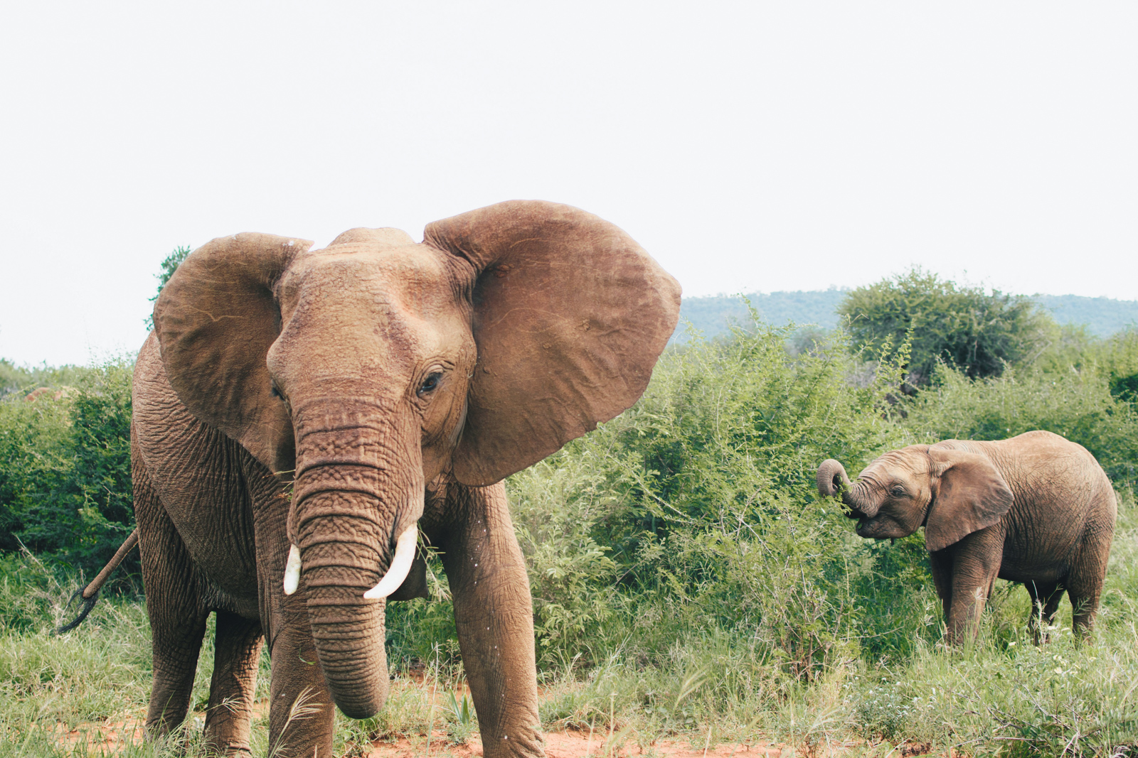 A view of two elephants in a nature park in South Africa.