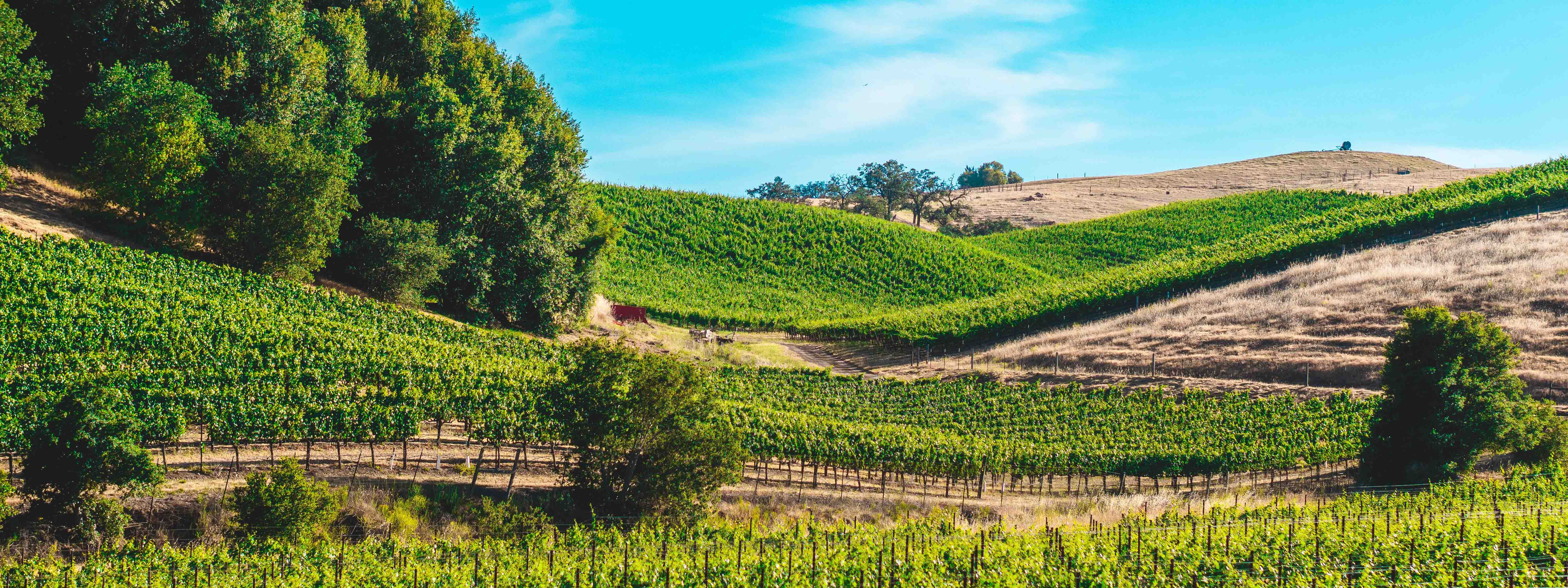 A view of a vineyard in Tuscany.