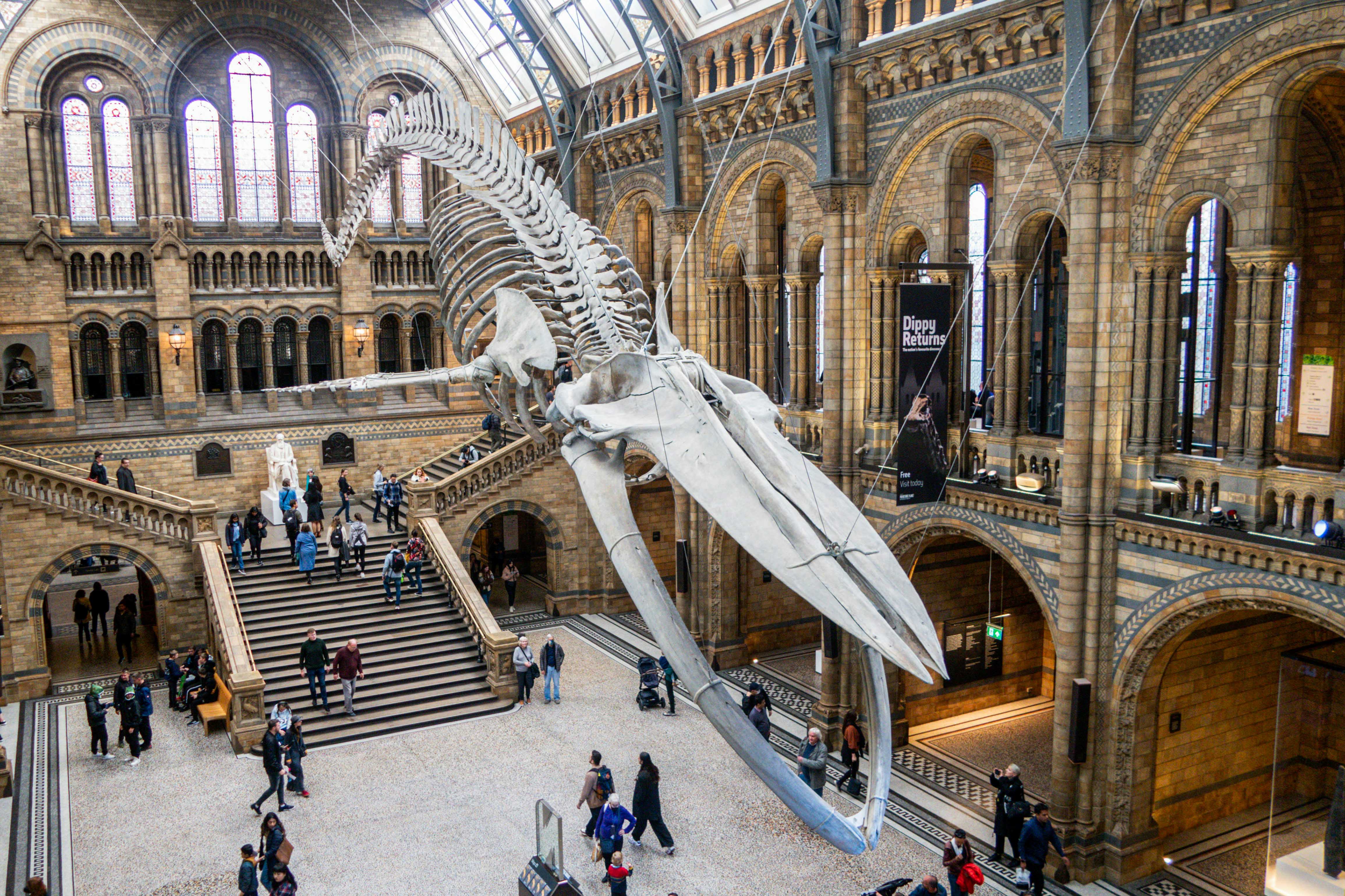 A view of the whale skeleton in Londons Natural History Museum