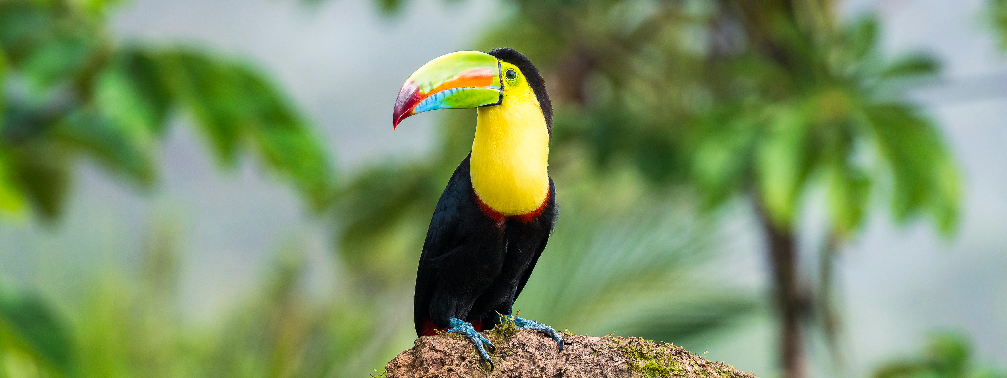 A toucan in Costa Rica, perched on a branch.