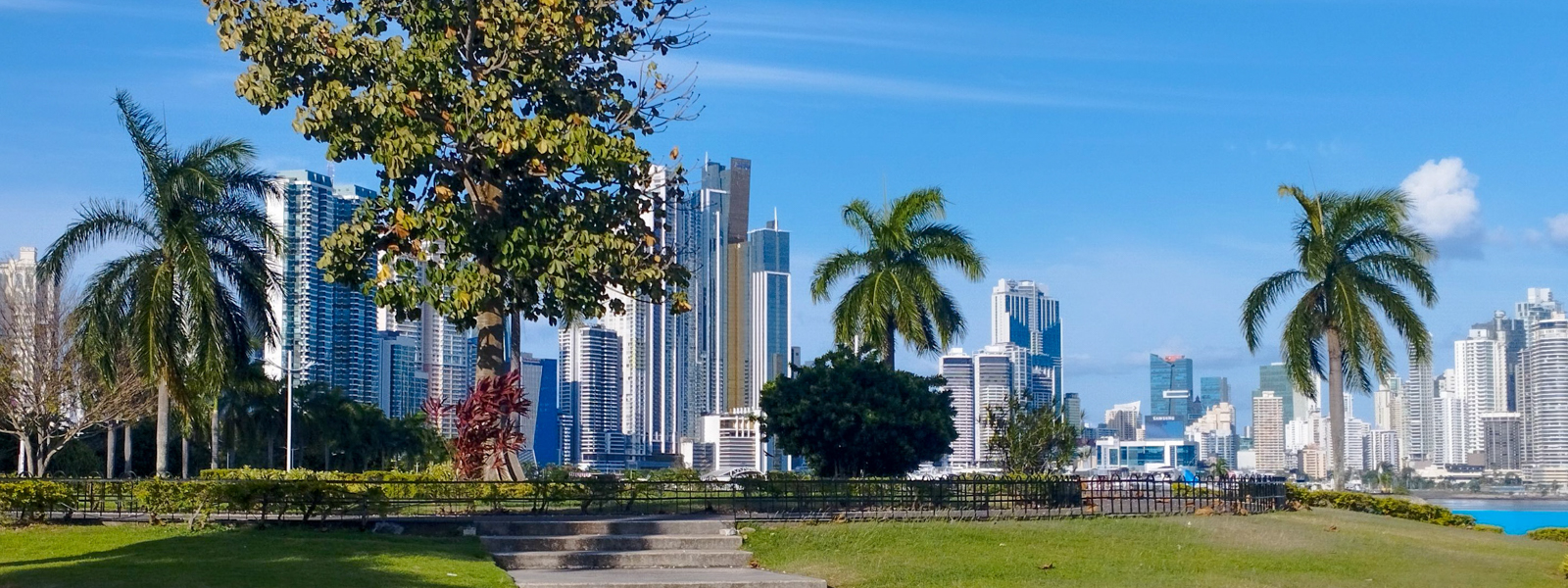 A view of downtown Panama City with palm trees in the foreground. 
