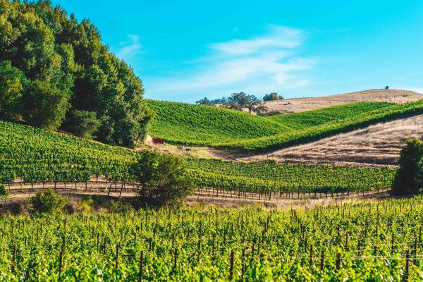A vineyard in Tuscany near Florence.