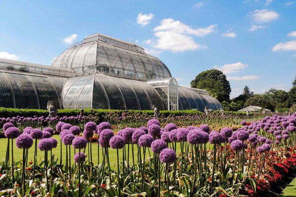 A view of Kew Gardens greenhouse in London with purple flowers in the foreground.