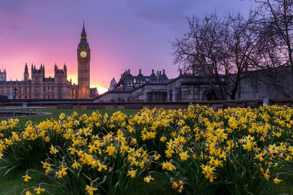 A view of Big Ben at dusk with flowers in the foreground. 