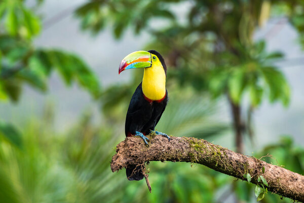 A toucan in Costa Rica sitting on a branch.