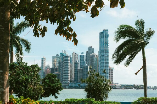 A view of downtown Panama City with palm trees and foliage in the foreground. 