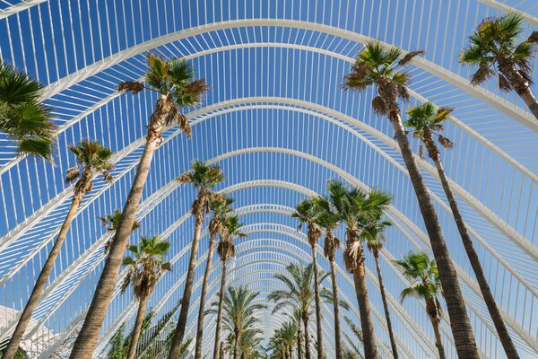 A view of palm trees with modern architecture behind. 