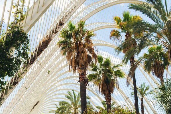 A view of modern architecture with palm trees in Valencia.